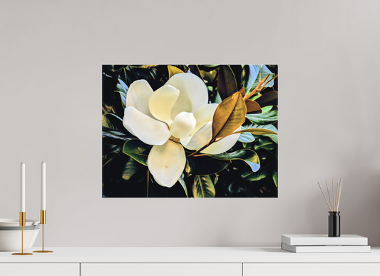 Magnolia Grandiflora #1