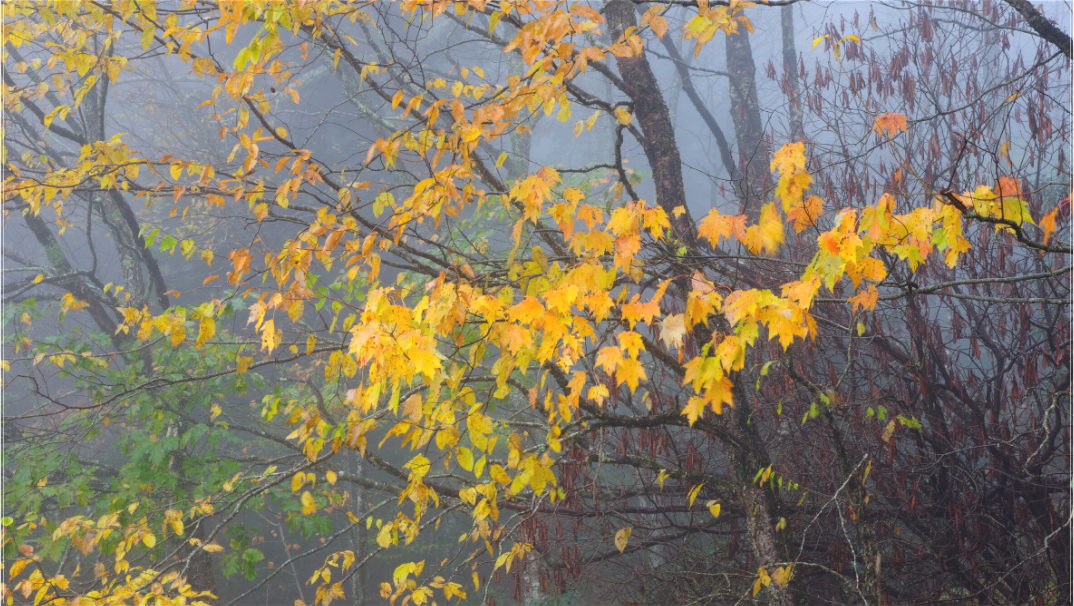 Autumn Mist on the Blue Ridge Parkway