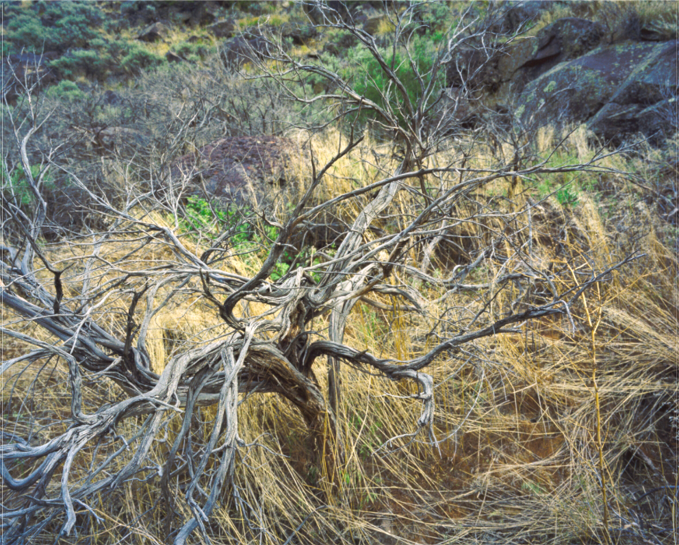 Desert Bush