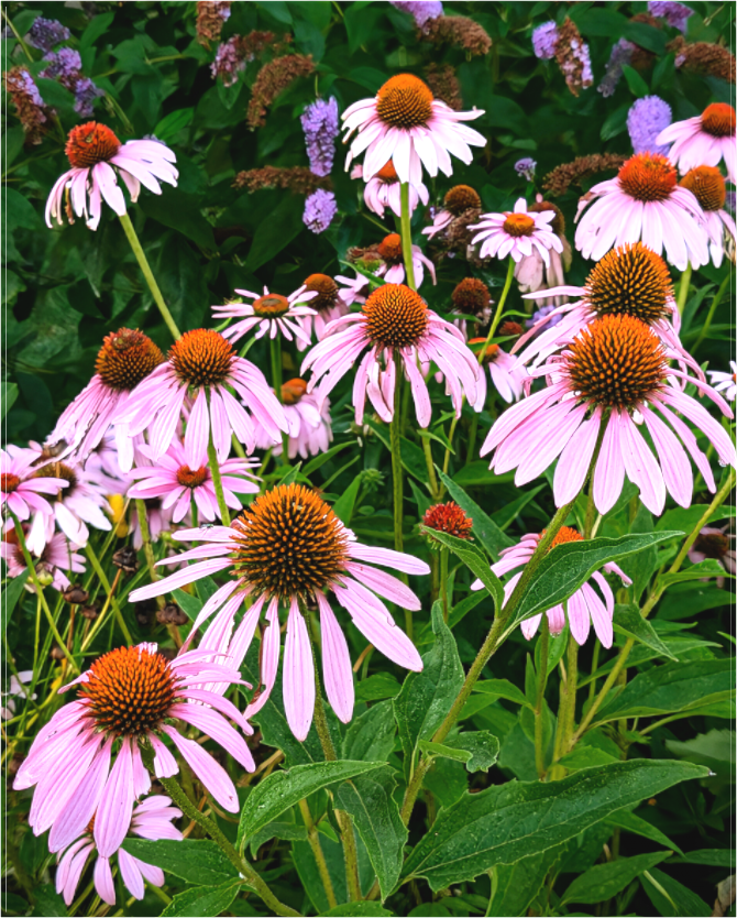 Purple Cornflower