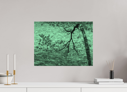 Tree Branch Over Mountain Stream, Japanese Alps