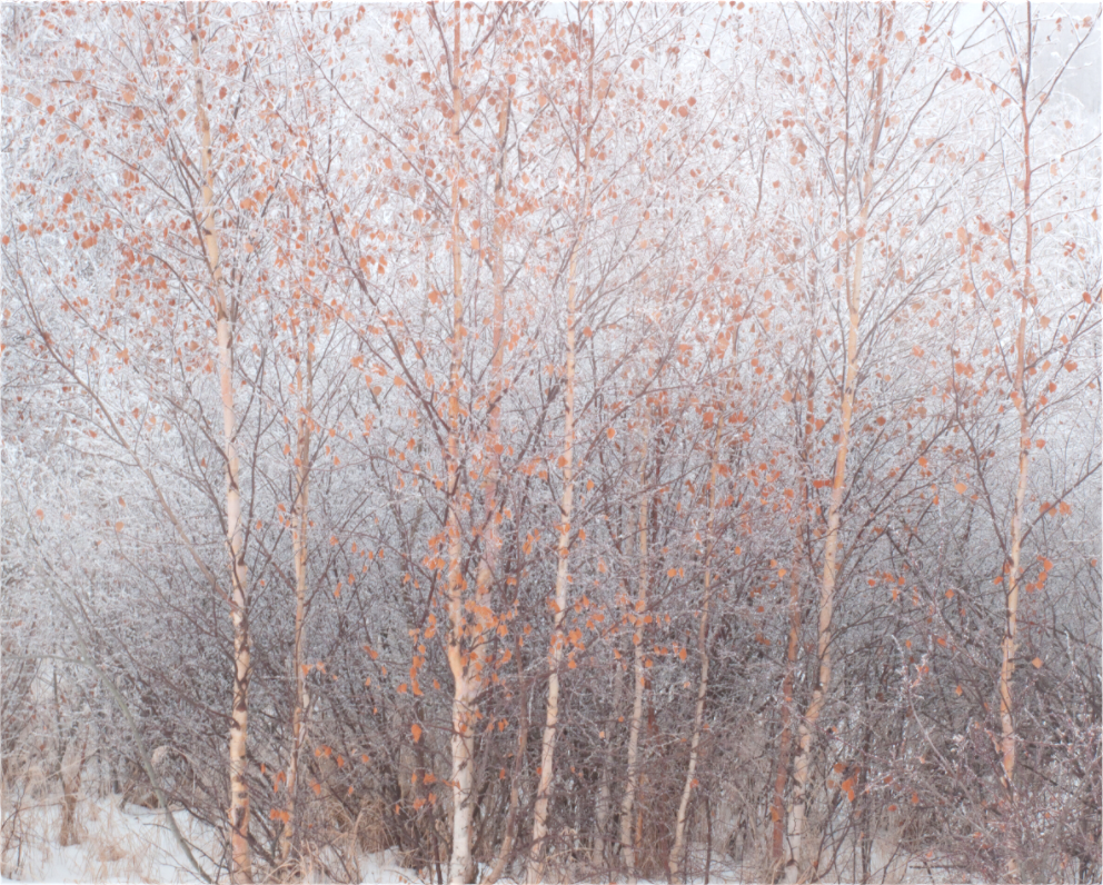 Autumn Leaves Frozen in Central Alberta