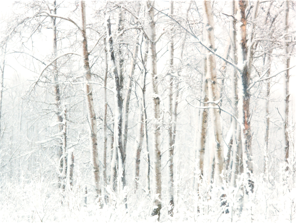 Cold Snap in the Forest