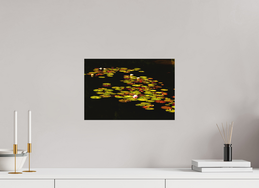 Water Lilies