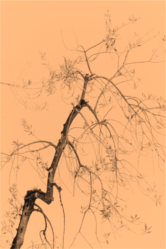 Olive Branch