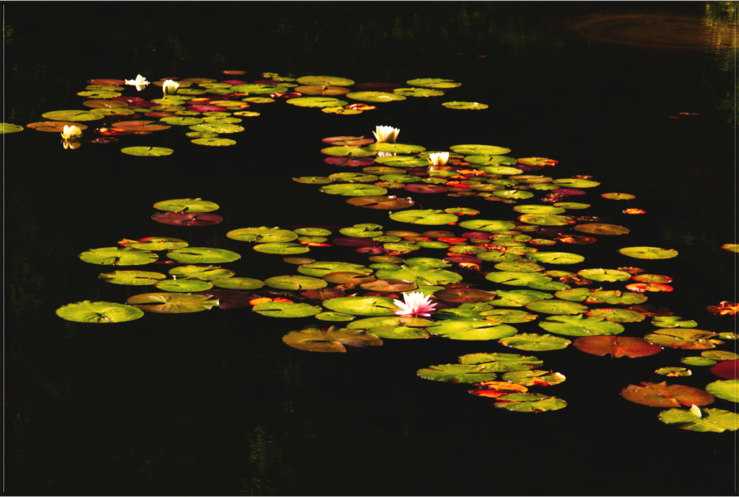 Water Lilies