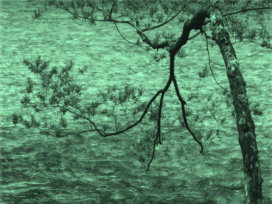 Tree Branch Over Mountain Stream, Japanese Alps