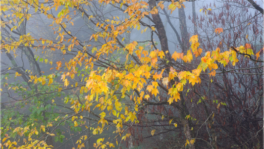 Autumn Mist on the Blue Ridge Parkway