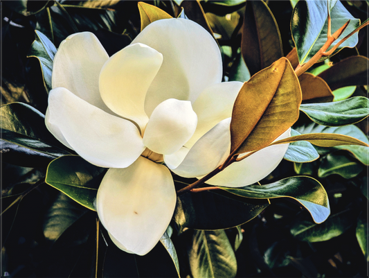 Magnolia Grandiflora #1
