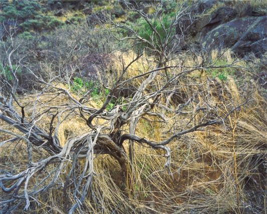 Desert Bush