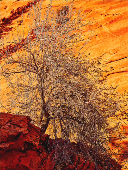 Burning Bush