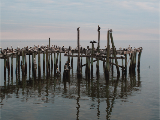 Cedar Key Social Club