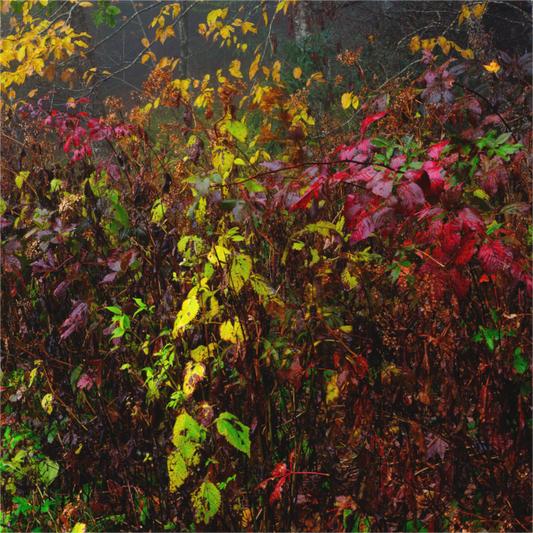Autumn Abstraction