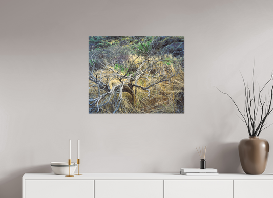 Desert Bush