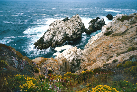 Spring Flowers, Point Lobos