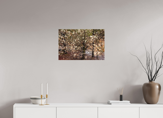Bradford Pear Blossoms