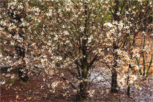 Bradford Pear Blossoms
