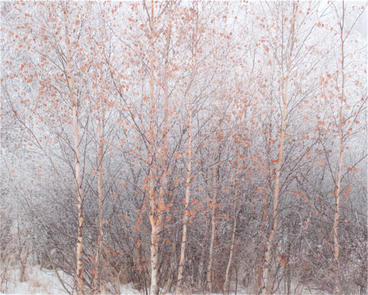 Autumn Leaves Frozen in Central Alberta