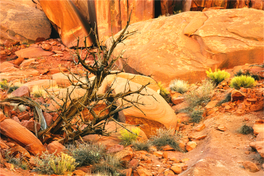 Ghost Ranch Rockscape #1