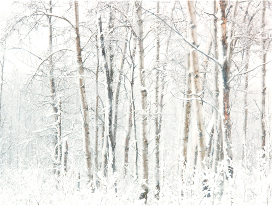 Cold Snap in the Forest