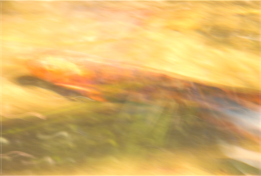Koi Flash