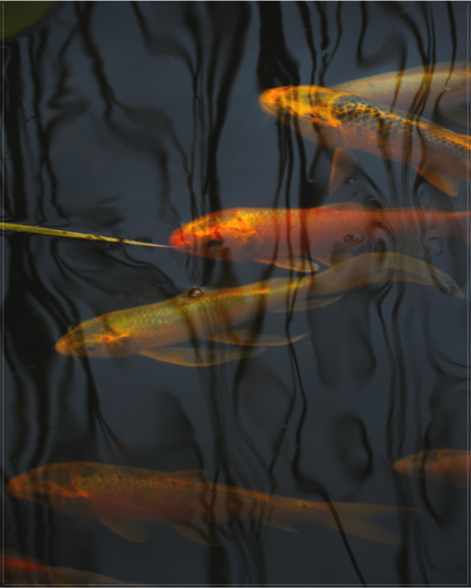 Koi Drifting