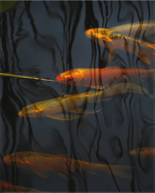 Koi Drifting